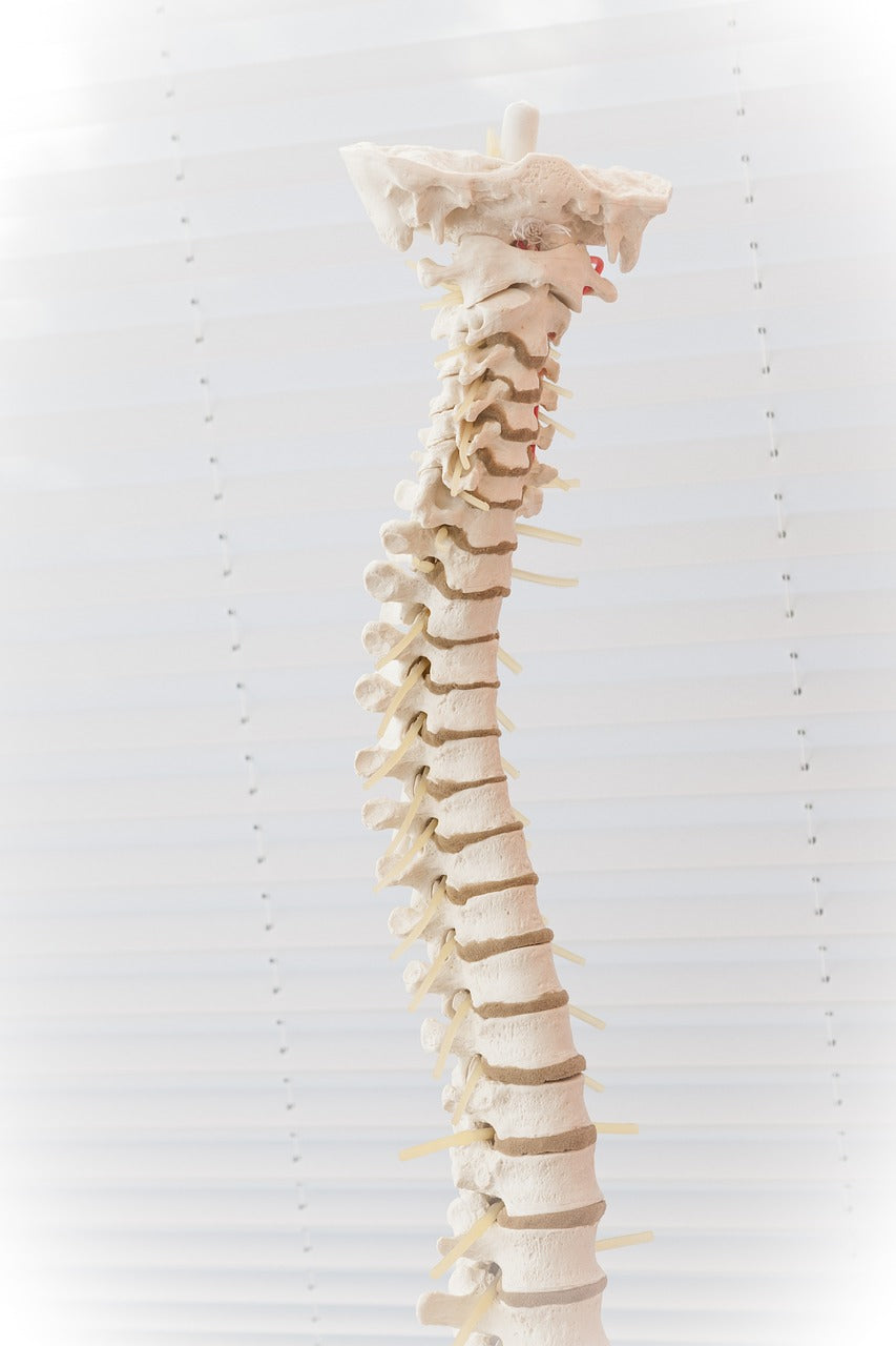Spinal pain. Symptoms, diagnosis and treatment.
