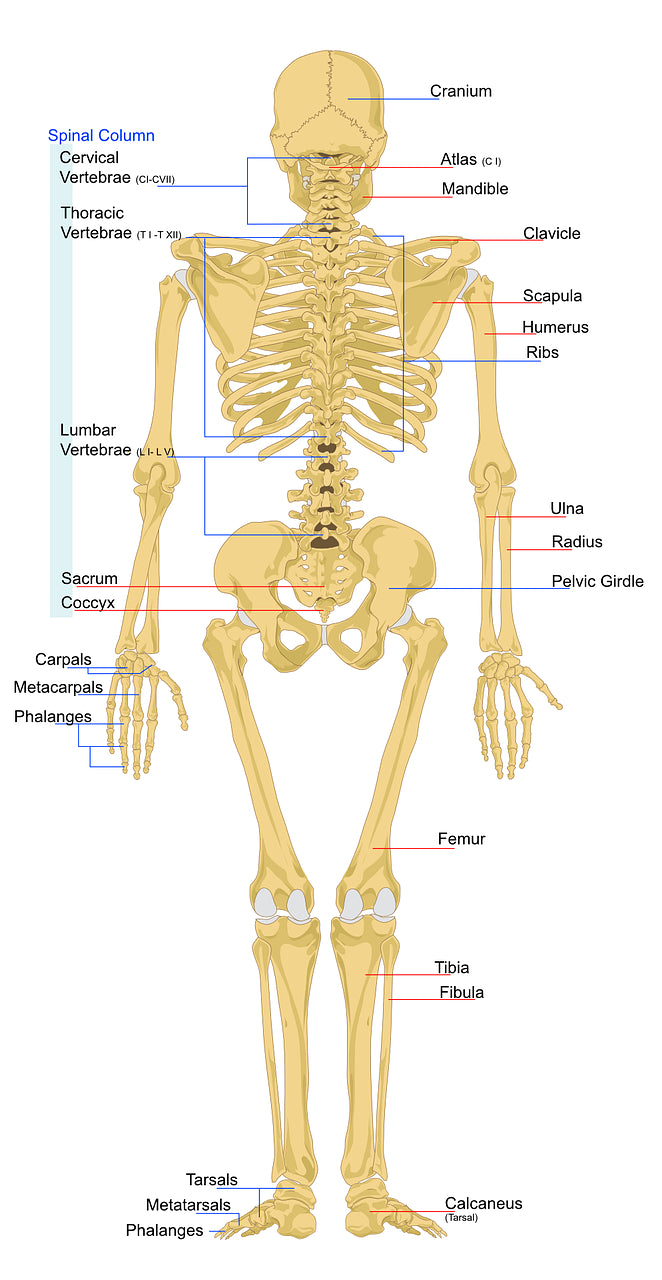 5 THINGS YOUR CHIROPRACTOR KNOWS ABOUT YOU THE MINUTE YOU WALK INTO THE ROOM